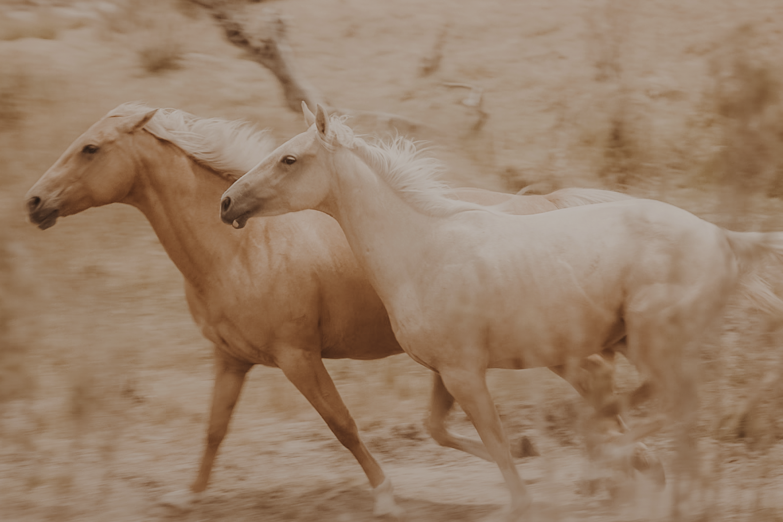 Caballos criollos al galope en el campo uruguayo